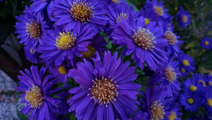 翠菊，秋天，花束