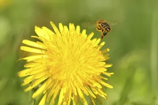 蜜蜂，蒲公英，修女，苦苣菜，野花