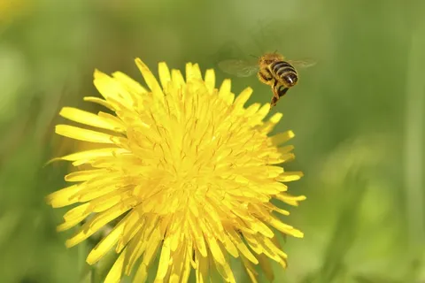 蜜蜂,蒲公英,修女,苦苣菜,野花 蜜蜂,蒲公英,修女,苦苣菜,野花