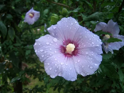 芙蓉花,芙蓉花,花,性质,雨滴 芙蓉花,芙蓉花,花,性质,雨滴