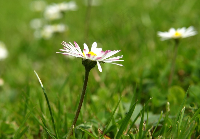 雏菊，开花，花，春