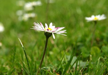 雏菊，开花，花，春
