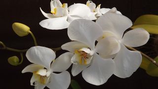 Orquidea，花，爱情，美味佳肴，多彩