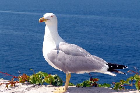 海鸥,鸟,海,水禽,动物,海岸,关闭 海鸥,鸟,海,水禽,动物,海岸,关闭