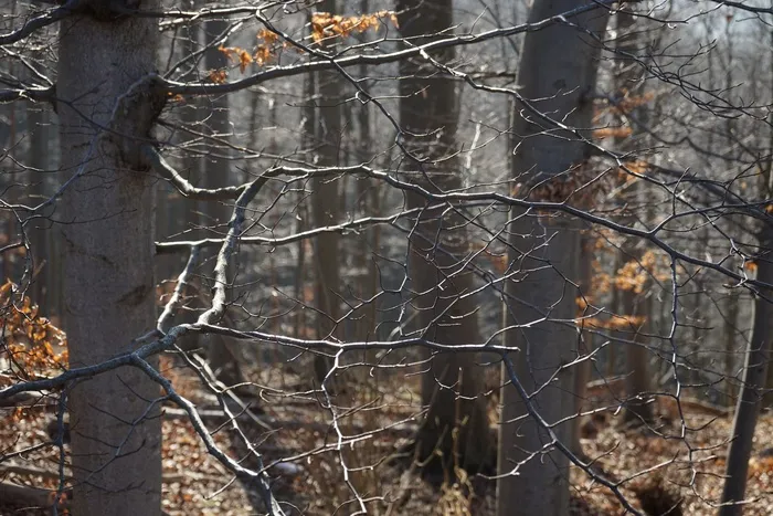 树枝，森林，审美，山毛榉木，山毛榉，树木