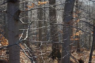 树枝，森林，审美，山毛榉木，山毛榉，树木