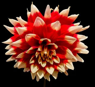 大丽菊,大丽花,花卉,大理花,地瓜花,红色和白色的大丽花花的替换镜头