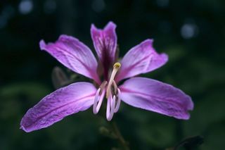 花，野花，紫，花的，植物，自然