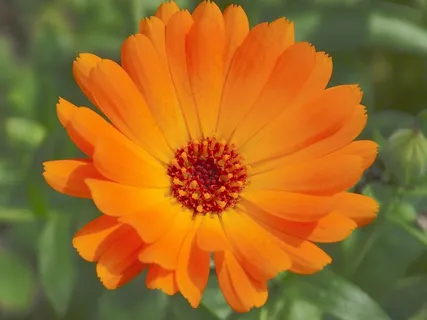万寿菊,金盏菊,园艺,花卉 万寿菊,金盏菊,园艺,花卉