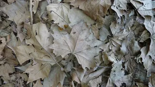 枫，秋，叶子，纹理，干