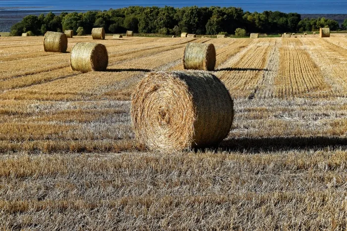 干草，干草捆，干草捆，农场，大包，稻草