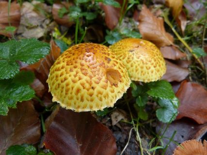 蘑菇，蘑菇，森林，有毒，秋季，礼物