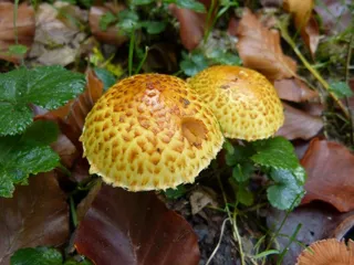 蘑菇，蘑菇，森林，有毒，秋季，礼物