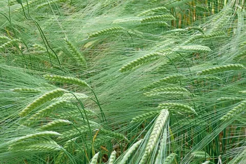 植物，谷物，小麦，穗，性质，农村，场