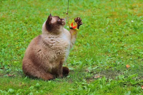 猫,英国短毛猫,戏剧,米氏,纯种,亲爱的 猫,英国短毛猫,戏剧,米氏,纯种,亲爱的