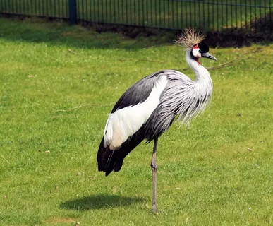 灰冠鹤，巴利阿里群岛Pavonina，鸟，头饰