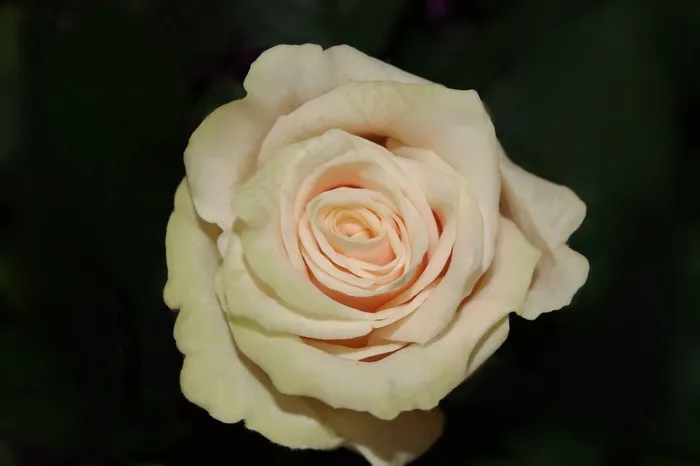 玫瑰，花，花瓣