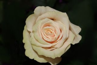 玫瑰，花，花瓣