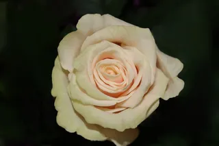 玫瑰，花，花瓣