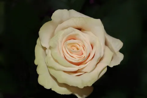 玫瑰,花,花瓣 玫瑰,花,花瓣