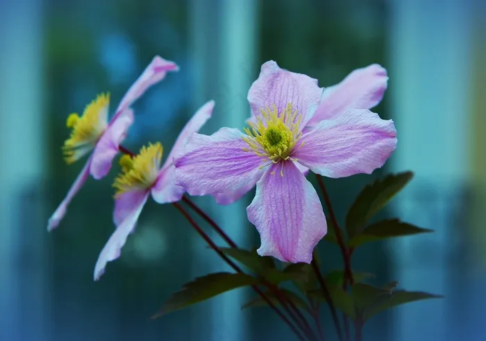 铁线莲，开花，花，粉红色的花，花园