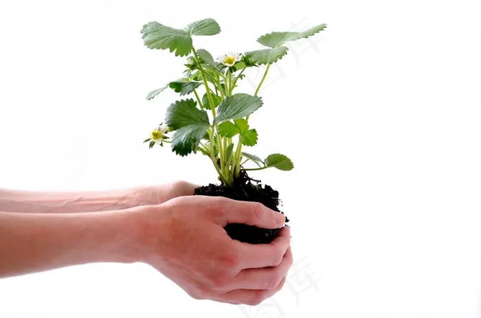 植物，隔离，人类，草莓，土壤，芽，自然