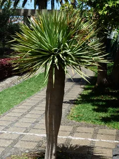 棕榈,树,棕榈树,植物,棕榈树的根 棕榈,树,棕榈树,植物,棕榈树的根
