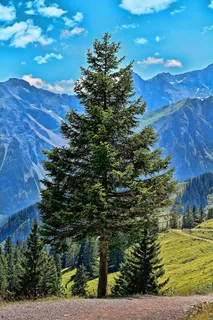 景观,树,针叶树,山,性质,阿尔卑斯山,Alm 景观,树,针叶树,山,性质,阿尔卑斯山,Alm