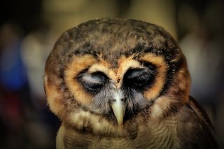 猫头鹰，鸟，猛禽，比尔，夜间，休息，动物