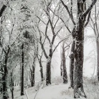 树木,冬天,雪,自然,寒冷,寒冬 树木,冬天,雪,自然,寒冷,寒冬