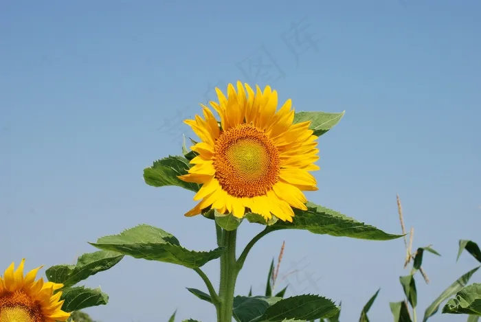 向日葵，夏天，鲜花，黄色的花，蓝天