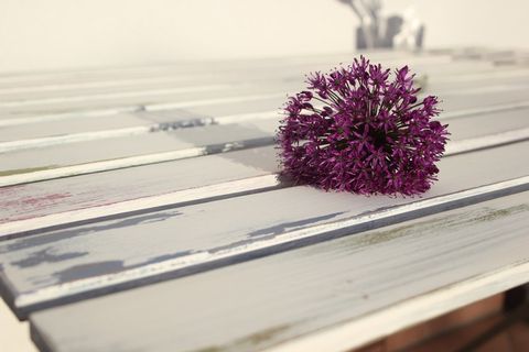 葱，韭菜，开花，花，紫色