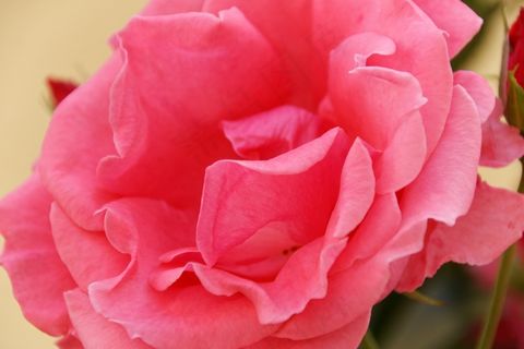 玫瑰，花，玫瑰绽放，粉红色，性质，开花，盛开