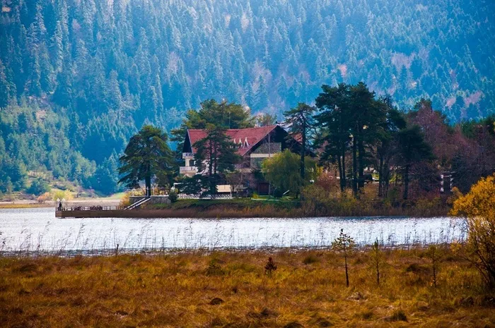 油画,风景,图画,树,工艺品,山村森林树木