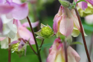 芽，鲜花，Orlik，寻常，花园，性质