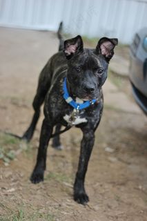 狗，小狗，狗，宠物，动物，家养，哺乳动物