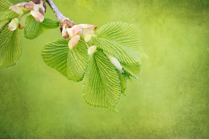 分支机构，引擎，叶子，春天，性质，挂榆树