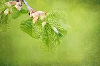 分支机构，引擎，叶子，春天，性质，挂榆树