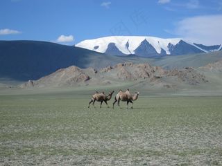 蒙古，冰川，骆驼，草原