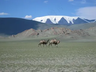 蒙古，冰川，骆驼，草原