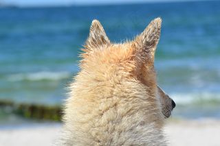 动物，狗，杂交，雪橇犬，海，波罗的海