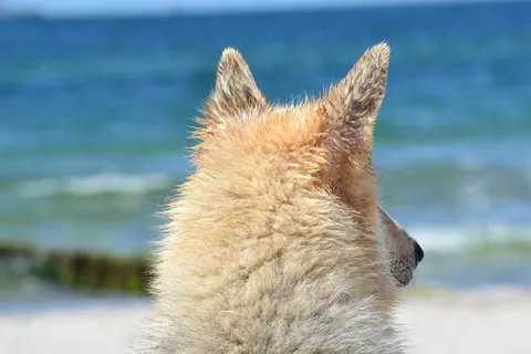 动物,狗,杂交,雪橇犬,海,波罗的海 动物,狗,杂交,雪橇犬,海,波罗的海