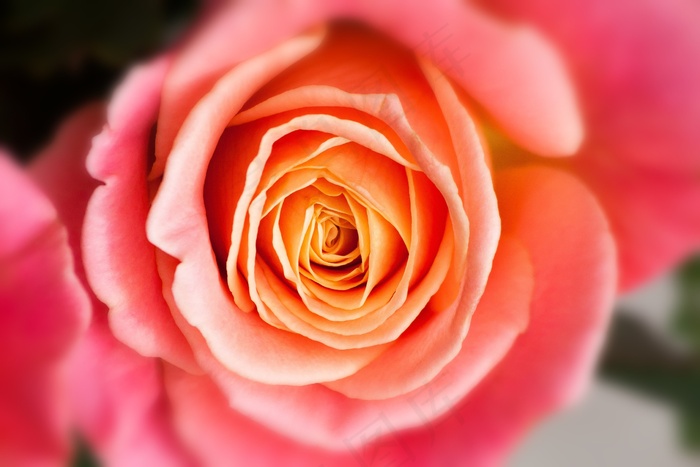 玫瑰，小猪小姐，复合材料，开花，盛开，夏天