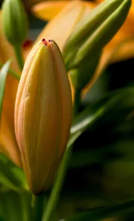 百合,花,黄花菜,鲜花,植物,宏,特写 百合,花,黄花菜,鲜花,植物,宏,特写