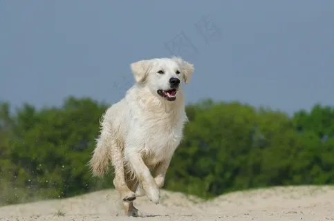 金毛寻回犬,播放,狗,毛皮,阳光明媚,海滩 金毛寻回犬,播放,狗,毛皮,阳光明媚,海滩