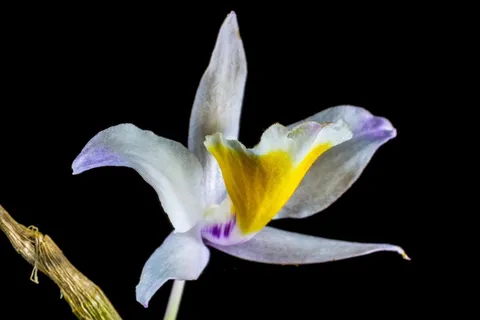 兰花,野生兰花,开花,花 兰花,野生兰花,开花,花