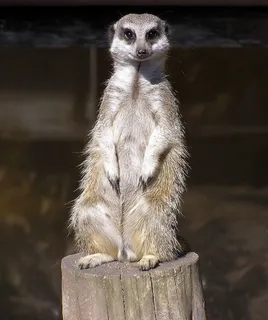 猫鼬,坐,面对,野生动物,哺乳动物,非洲 猫鼬,坐,面对,野生动物,哺乳动物,非洲