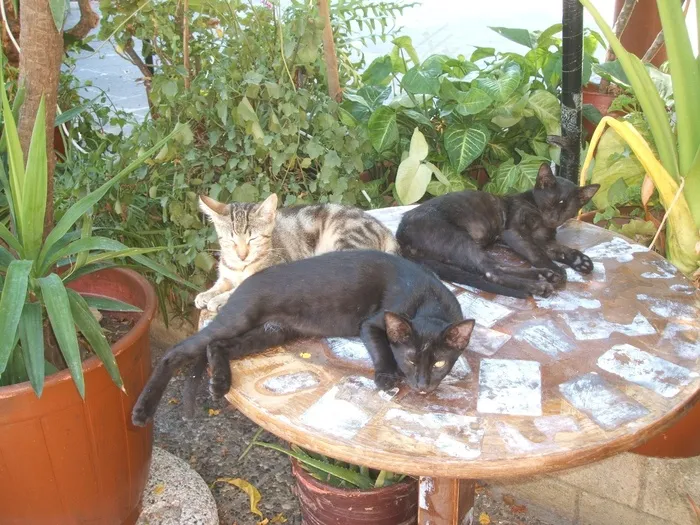 猫在桌子上