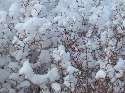 雪,布什,植物,冬季,冷,白色,季节,性质 雪,布什,植物,冬季,冷,白色,季节,性质