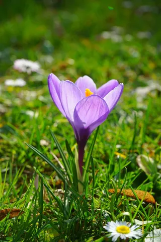 番红花，开花，厂，花，春